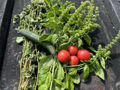 夏野菜、最後の収穫？
