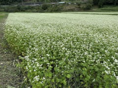 蕎麦の花（お題：どれくらいの頻度で運動してる？