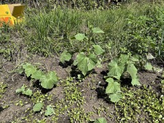 サッポロ一番「塩ラーメン」（減塩）ときゅうりのお話し