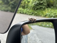 昨夜の続きです（今日も居たのです）