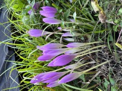 もうひとつの花 【コルチカム (イヌサフラン）】