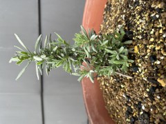 ラベンダー植木鉢版（ハロウィンイベント参加）