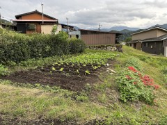 【定点観測】冬野菜第２弾（白菜）