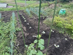 今日は午後から雨でした（晴耕雨読）