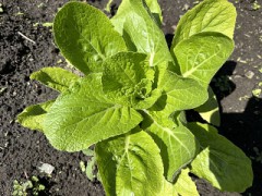 今日は白菜を撮ってみました。