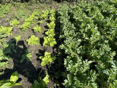 主夫業も半年経過（玉ねぎ植付け完了）