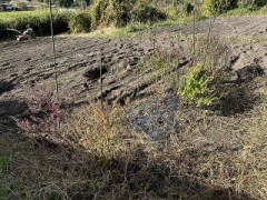 「丹精」込めて（幸せの６分３０秒）