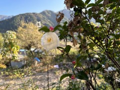いえの周りの植物がわかってきた（お題にモネ！）