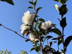 スマホカメラ「もの」は使い様！（お題：物件ある？）