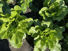 【巻きシリーズ】こっちは白菜（映画の話題もね）