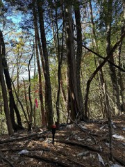 プチ登山（実は今年初めてこんな事経験しました）