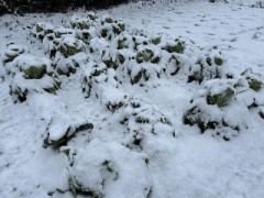 けっこうな雪になりました（お題：W不倫って経験ある？）