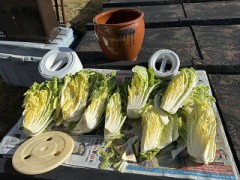 白菜の下漬け（準備のようす）