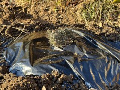 畑のラベンダー（お題：海外アーティストのライヴ）