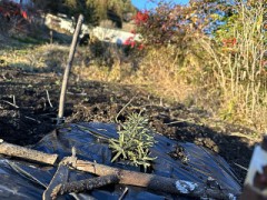 ロマロンの霜対策やりました。