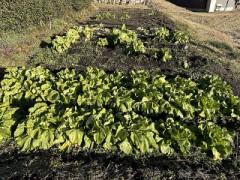 巻かない白菜のレシピ、探してます。