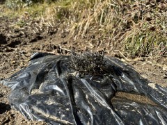 こちらもラベンダーです。（露地植え）