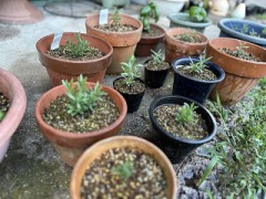 【P.25】久しぶりのピアノ・ソナタ第10番