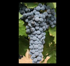 カベルネ・ソーヴィニヨン（今やってみたい習い事）