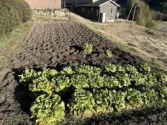 【定点観測】畑の準備開始（お題：膝枕好き？）