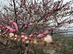 ここ数日でぐっと開いてきた