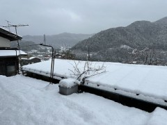 今日はしっかり積もりました