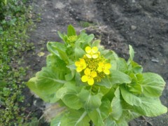 白菜の花が咲きました