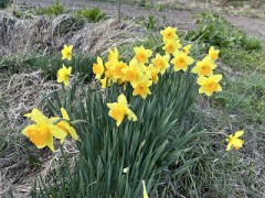 昨日は「オーケストラの日」でした