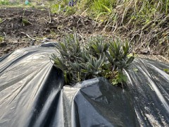 こちらは露地植えのラベンダー