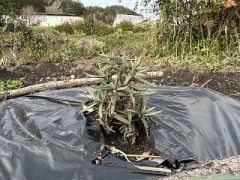 今日のロマロン