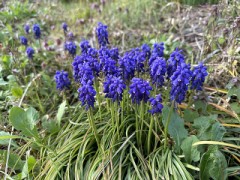 珍しいむらさき色の花が咲いてる