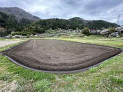 今日は早寝します（今年の稲作開始）