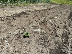 じゃがいもの芽がでてきましたよ