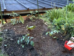 こちらはミニトマト（お金かけてもこだわってるもの）