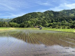 田植えをしました