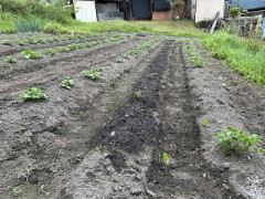 がんばれ、キタアカリ！