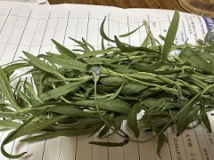 ラベンダーの株を整えてみました