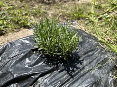 アレグロ・コン・スピーリト