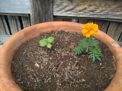 鉢植えを用意しました