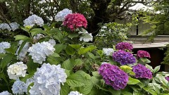 今年の紫陽花はどんな色になるかなぁ～