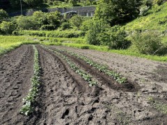 もう一つのじゃがいも畑