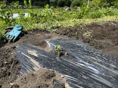 里芋の芽が出はじめました
