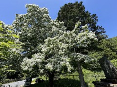 なんじゃもんじゃ（ヒトツバタゴ）