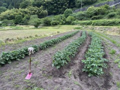 カラフルな長靴とクワ