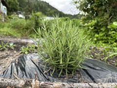 今日のロマロン（我が家唯一のローズマリー）