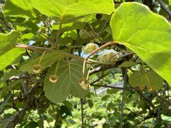 つぶらなつぼみが付きました。