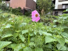 オオハルシャギク（大春車菊）