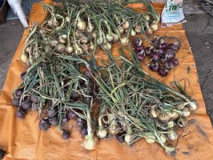 玉ねぎの収穫をしました