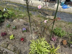 薔薇のつづきとロメインレタス