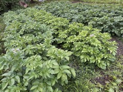 葉っぱの色もよく観てみましょう